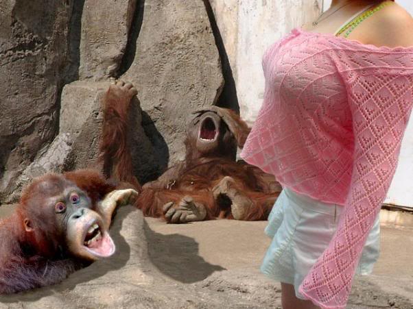 Monyet Kera-kera Imut, Lucu, Gokil Dari Belahan Dunia